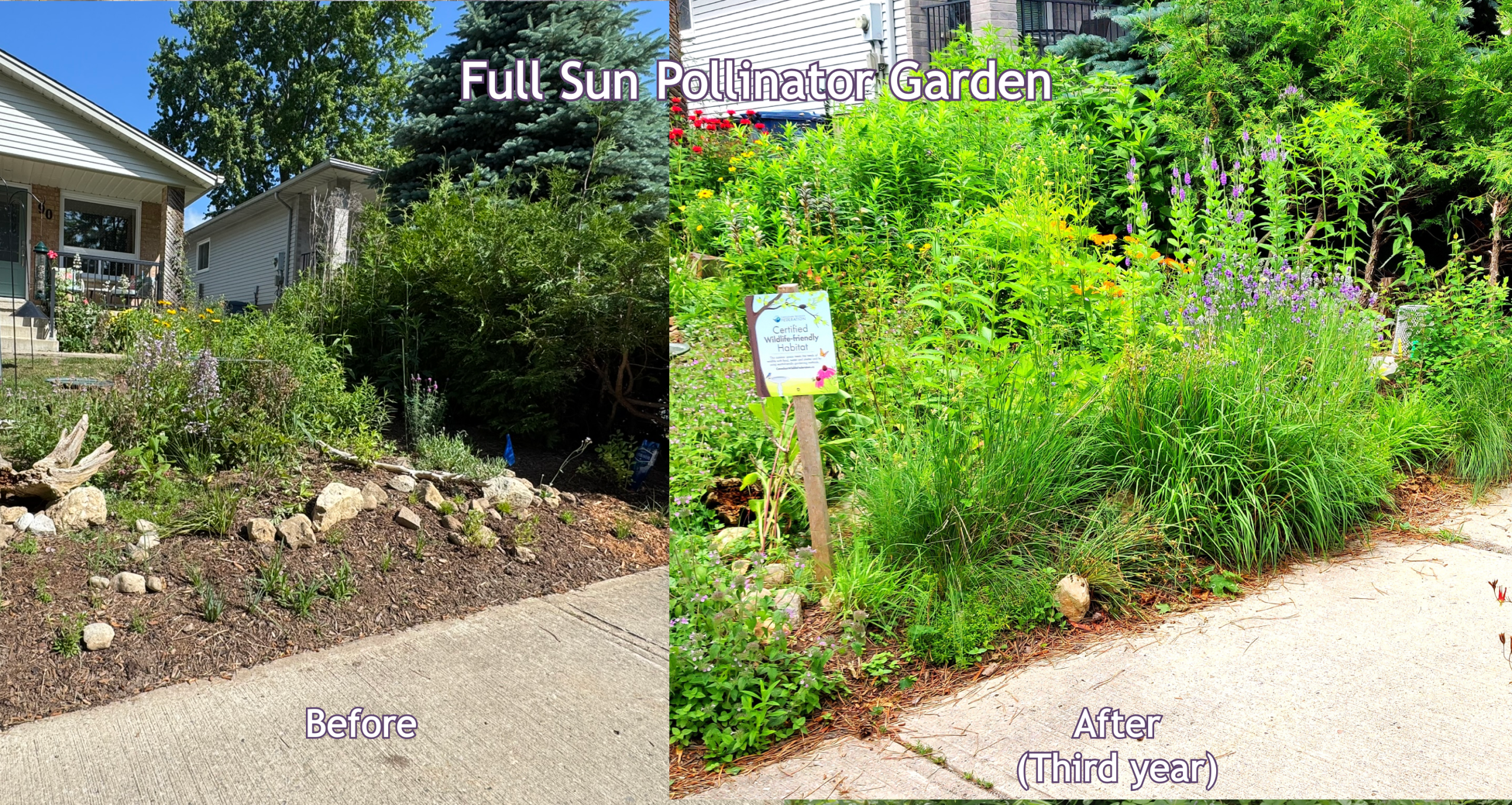 full sun pollinator garden