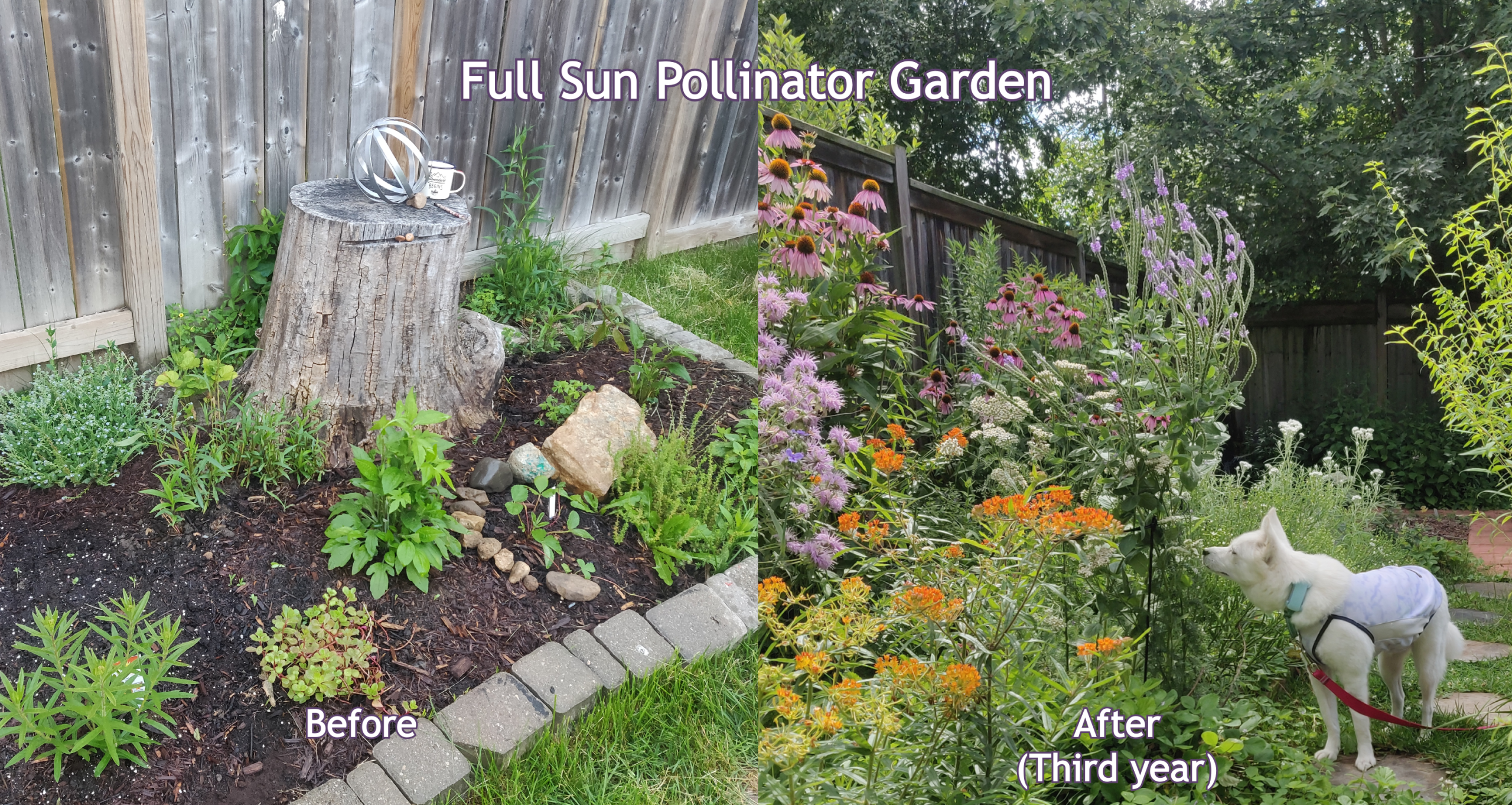 full sun pollinator garden