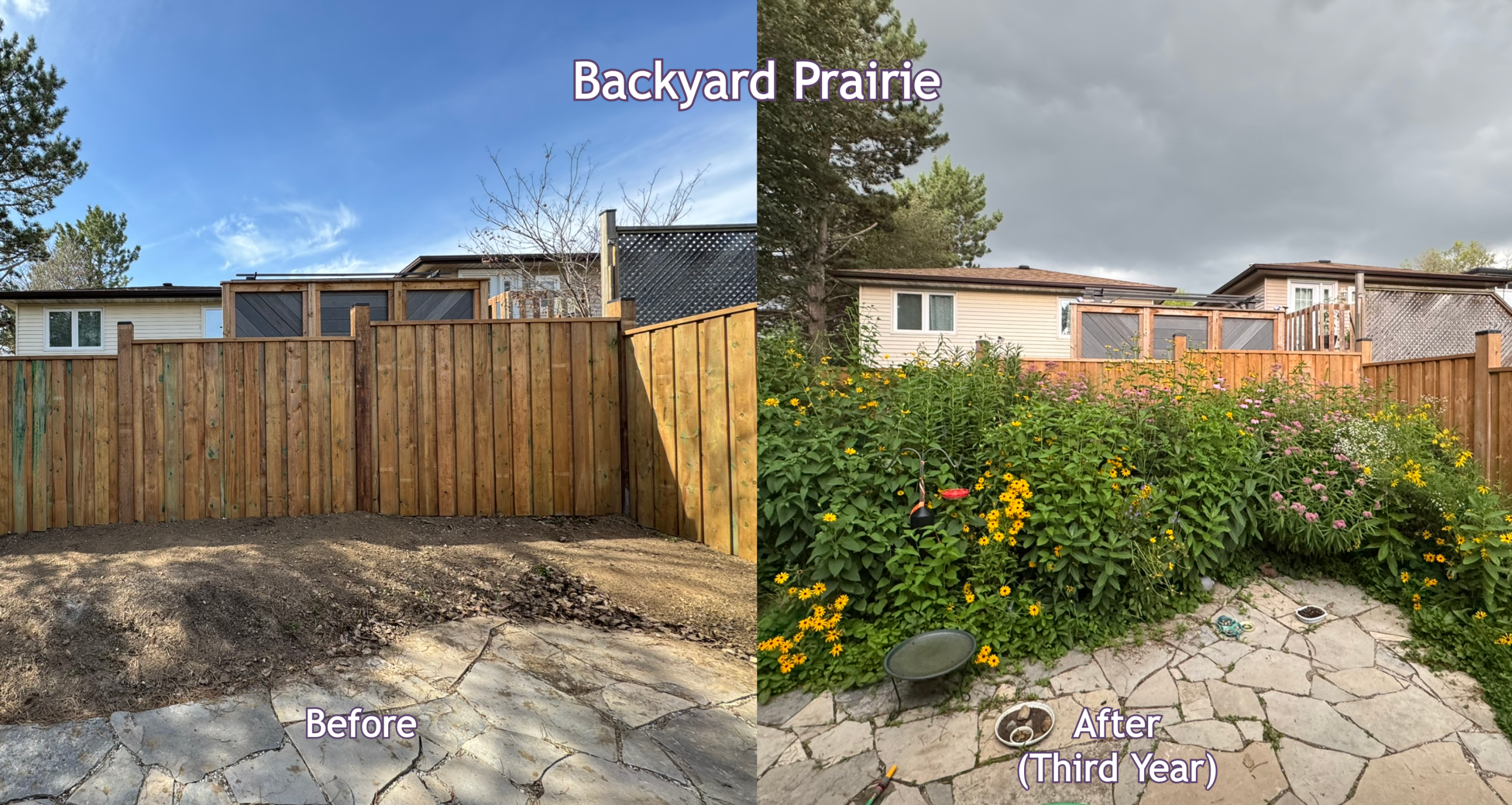 backyard prairie