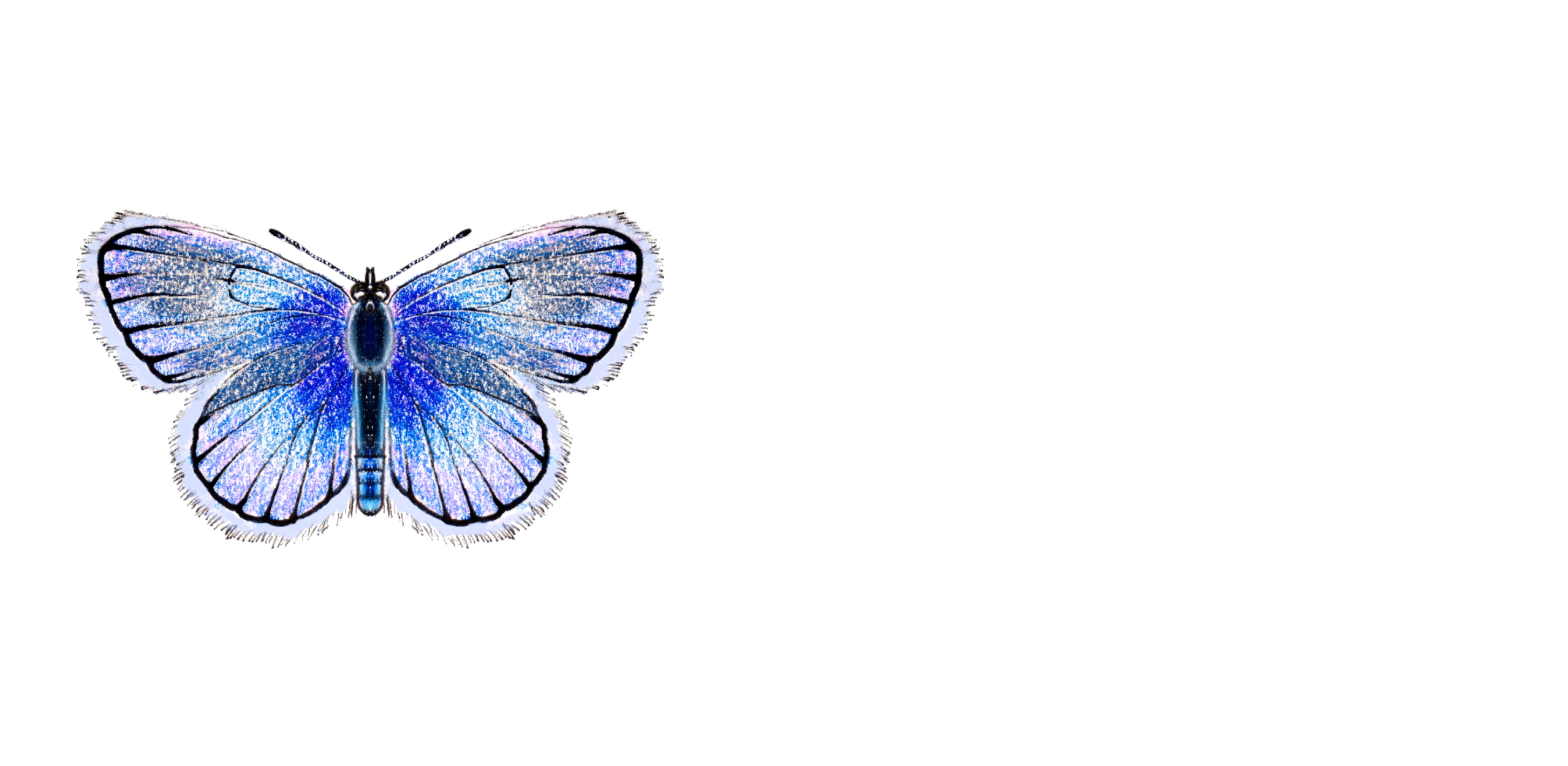 Karner Blue Garden Design