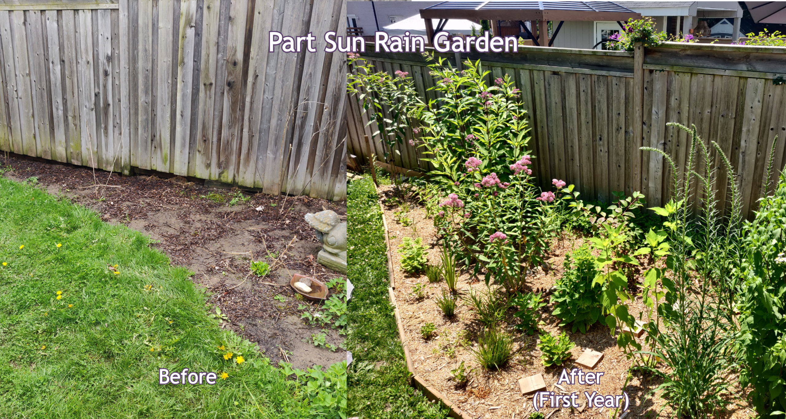 rain garden